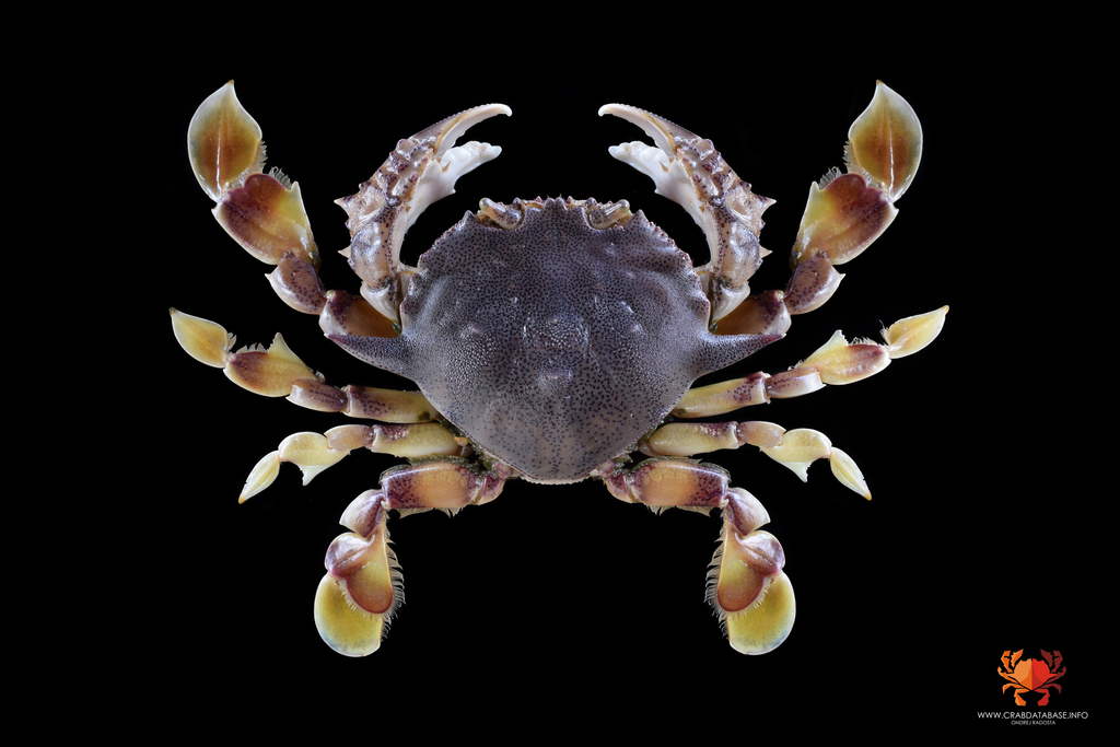 Matuta