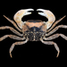 Mottled Crab - Photo (c) Ondřej Radosta, some rights reserved (CC BY-NC)