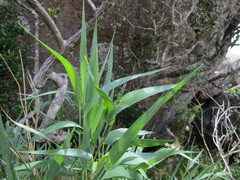 Lecomtella madagascariensis image