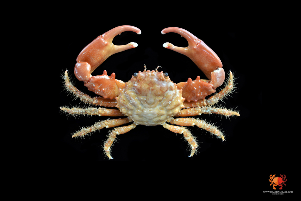 Red Ridged Clinging Crab