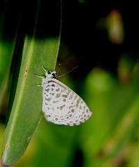 Leptotes cassius cassius