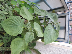 Perilla frutescens frutescens