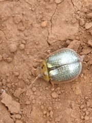 Paropsisterna bimaculata