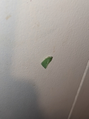 Siphanta acuta