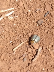 Paropsisterna bimaculata