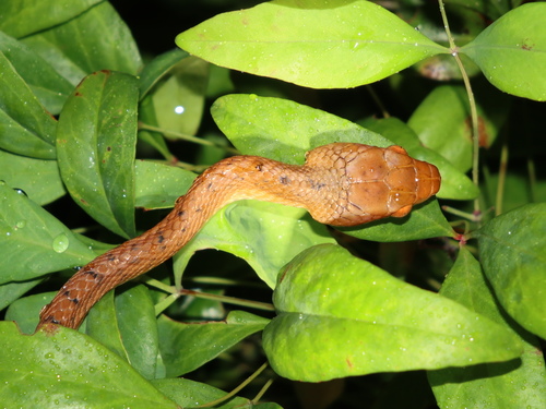 Brown Tree Snake sighting
