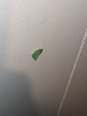 Siphanta acuta