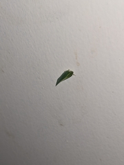 Siphanta acuta