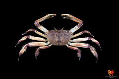 Venitus latreillei