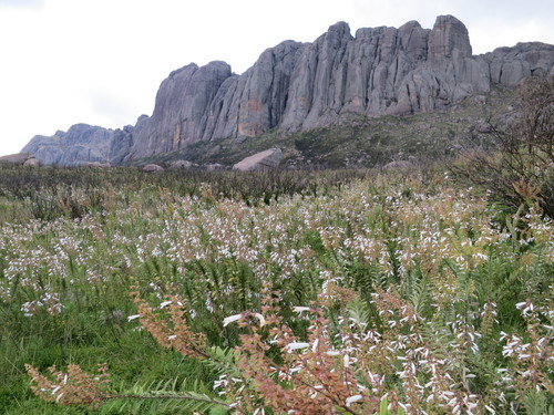 White Kandasage (Salvia leucodermis)