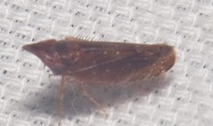 Scaphytopius rubellus