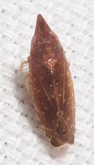 Scaphytopius rubellus