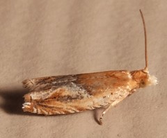 Ancylis comptana