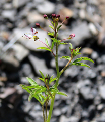Cleome daghestanica