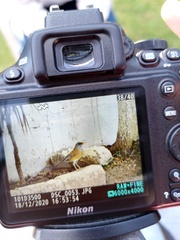 Turdus rufopalliatus