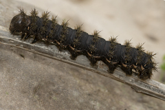 Heliconisa pagenstecheri