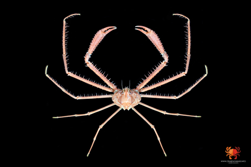 Cyrtomaia observed 2020-02-09