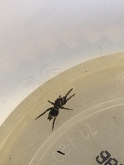 Latonigena