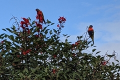 Trichoglossus moluccanus