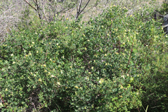 Lonicera iberica