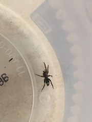 Latonigena
