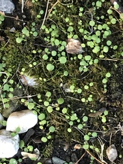 Pterostegia drymarioides