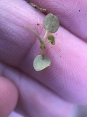 Pterostegia drymarioides