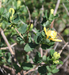 Lonicera iberica