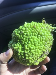 Maclura
