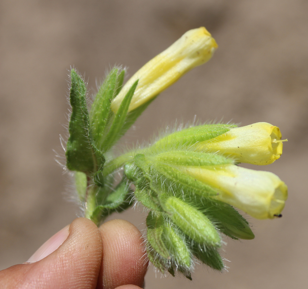 Onosma setosa