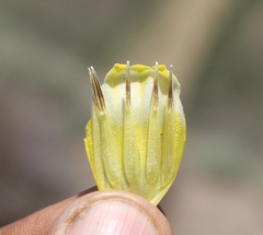Onosma setosa