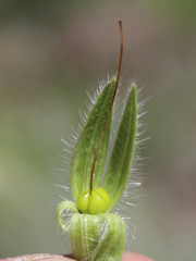 Onosma setosa