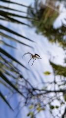 Leucauge dromedaria