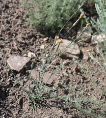 Dianthus schemachensis