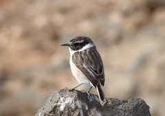 Saxicola dacotiae