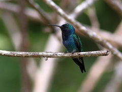 Chrysuronia lilliae