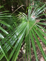 Livistona decora