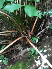 Livistona decora