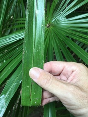 Livistona decora