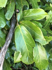 Cryptocarya hypospodia