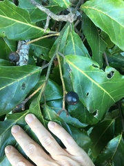 Cryptocarya hypospodia