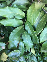 Cryptocarya hypospodia