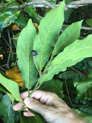 Cryptocarya hypospodia