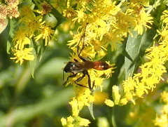 Prionyx