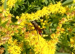 Prionyx