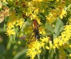 Prionyx