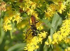 Prionyx