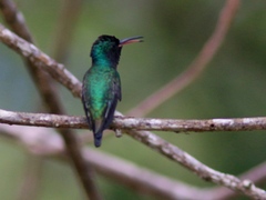 Chrysuronia lilliae