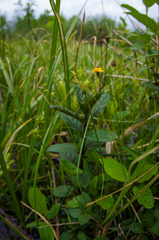 Carex interior