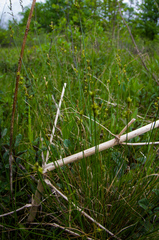 Carex interior